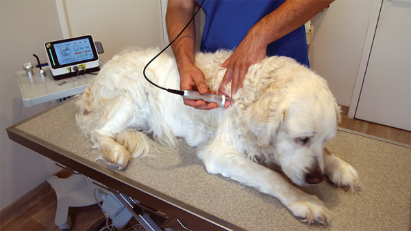 Bistouri électrique en chirurgie vétérinaire - Blog